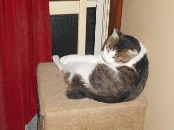 7月20日（45）仮