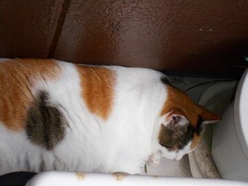 9月14日（15-1）仮