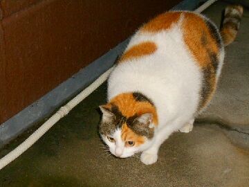 3月29日（35）仮