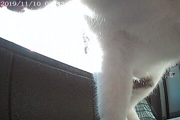 11月10日（84）仮