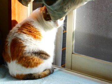 12月20日（6）仮