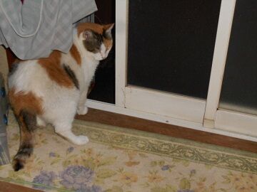 7月26日（62）仮