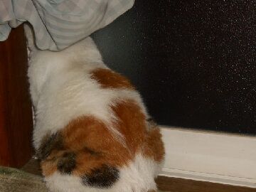 8月15日（30）仮