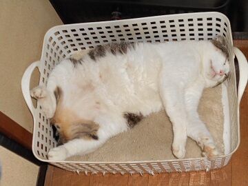 6月29日（54）仮