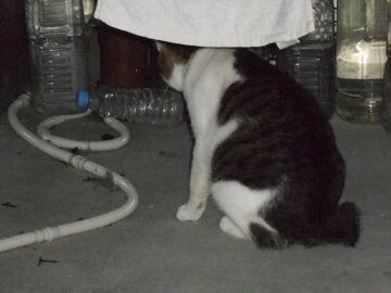 9月4日（123）仮