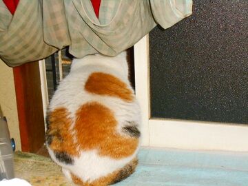 2月16日（41）仮