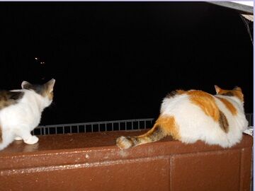 6月22日（29）仮