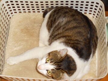 11月19日（6）仮