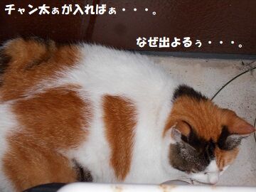 9月3日（7-1）仮