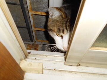 4月11日（48）仮