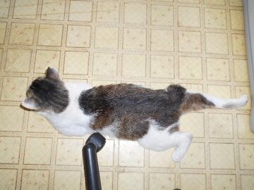 6月18日（22）仮