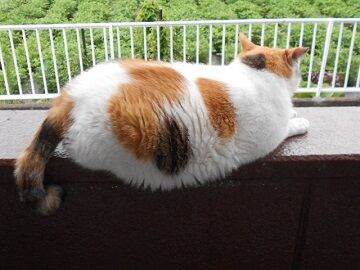 7月20日（42）仮