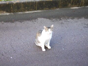 6月24日（37）仮