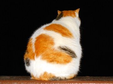 3月25日（30）仮