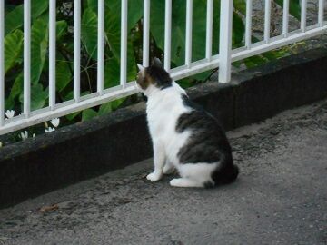 7月31日（75）仮