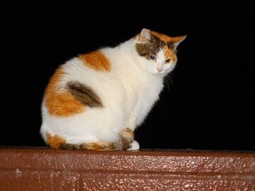 12月8日（25）仮