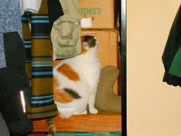 12月15日（60）仮