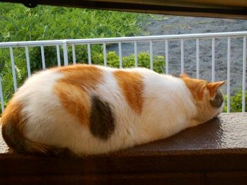 7月15日(6)仮