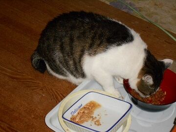 10月12日（14）仮