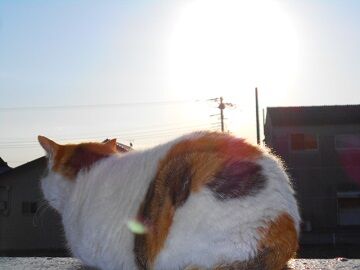 3月25日（10）仮