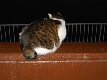 12月9日（38）仮