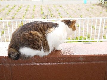 5月28日（10）仮