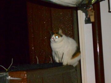 12月22日（29）仮