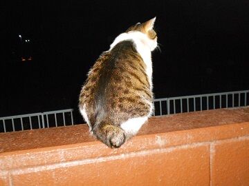 5月20日（52）仮