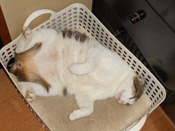 6月29日（63）仮