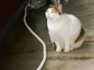 5月21日（18）仮