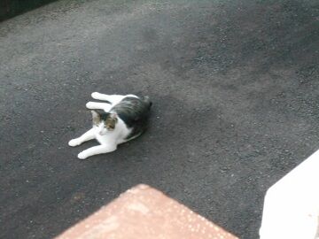 7月31日（78）仮