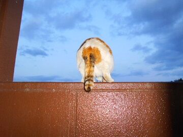 4月11日（51）仮