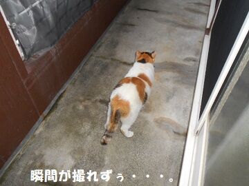 8月22日（27）仮