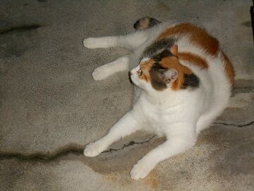 8月21日（42）仮