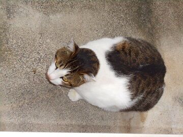 11月26日（7）仮