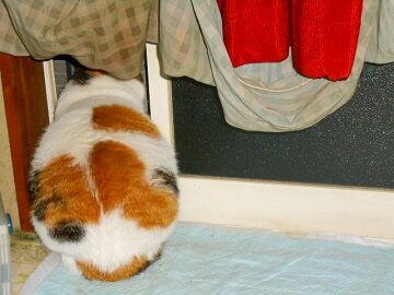 12月8日（17）仮