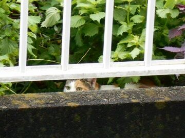 8月28日（138）仮