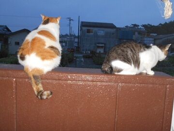 7月20日（35）仮