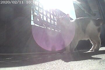 2月11日（33）仮