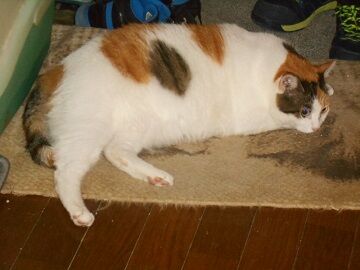 8月25日（28）仮