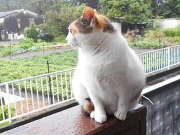 7月14日（35）仮