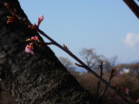 DSCN0129