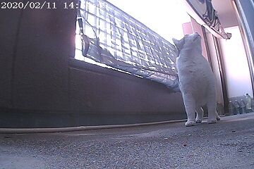 2月11日（43）仮