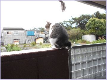 8月23日（29）仮