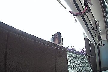 11月10日（90）仮