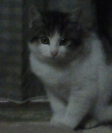 12月18日（6）使用