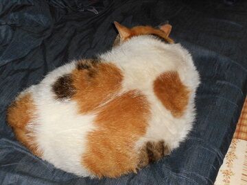 6月26日（14）仮