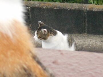 7月26日（90）仮