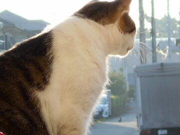 8月24日（25）仮