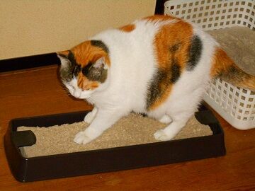 12月24日（52）仮